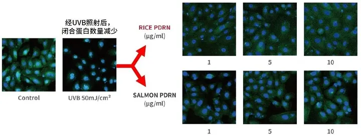 Images showing cell density reduction after UVB exposure and recovery with rice and salmon PDRN at concentrations of 1, 5, and 10 µg/ml.